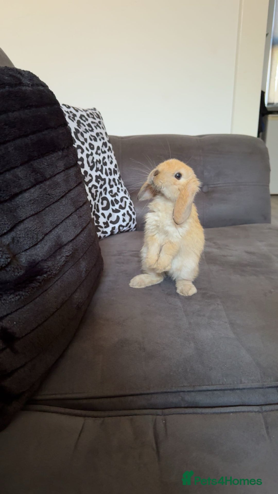 Mini Lop rabbits for sale: Mini lop female  - Image 5