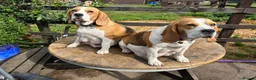 Beagle dogs for sale: STUNNING LITTER OF KC REG CHAMPION LINE BEAGLES  - Advert 4
