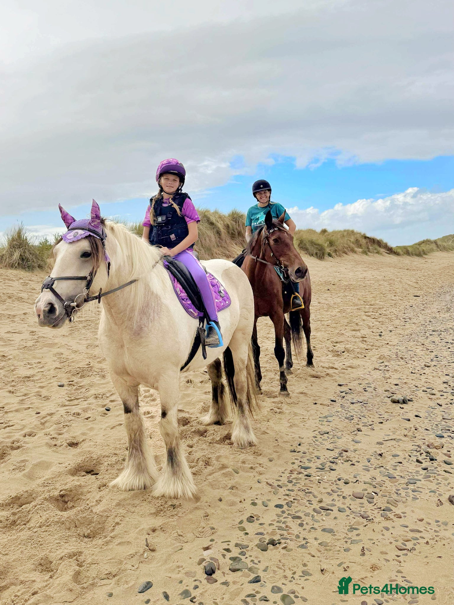 Irish Cob horses Dun and White confidence giving weightcarrier mare - Advert 1