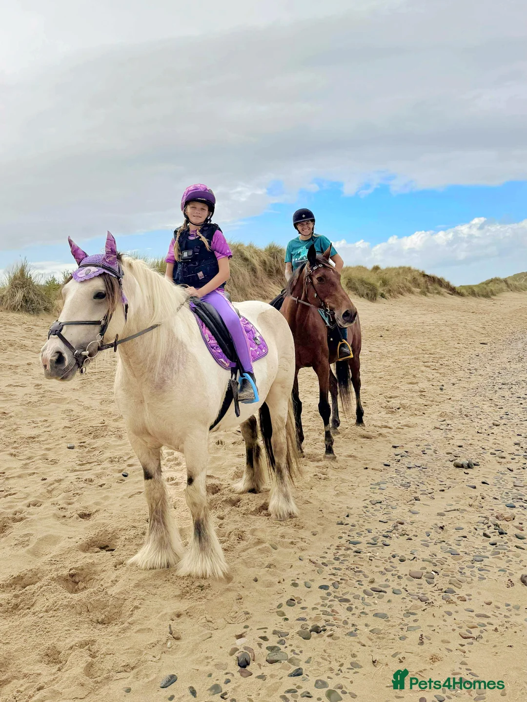 Irish Cob horses for sale: Dun and White confidence giving weightcarrier mare - Advert 1