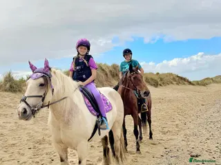 Irish Cob horses Dun and White confidence giving weightcarrier mare - Advert 1