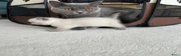 British Shorthair cats for sale: Beautiful British Shorthair Kittens - Advert 4