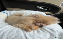 Pomeranian dogs for sale: Teddybear cuddly Retired spayed 1-2 years old  - Image 26