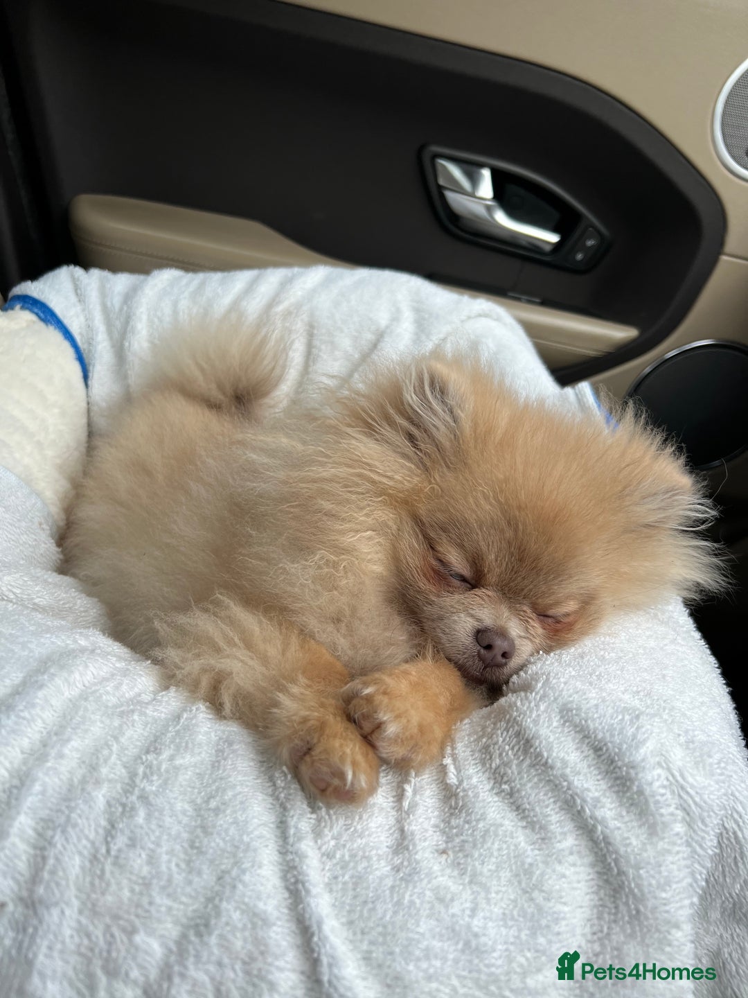 Pomeranian dogs for sale: Teddybear cuddly Retired spayed 1-2 years old  - Image 26