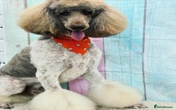 Standard Poodle dogs for sale: KC Standard Poodle Waiting List  - Image 4