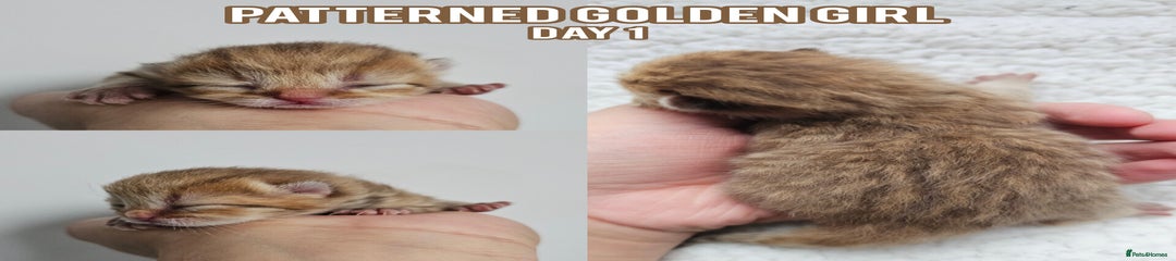 Patterned golden girl 