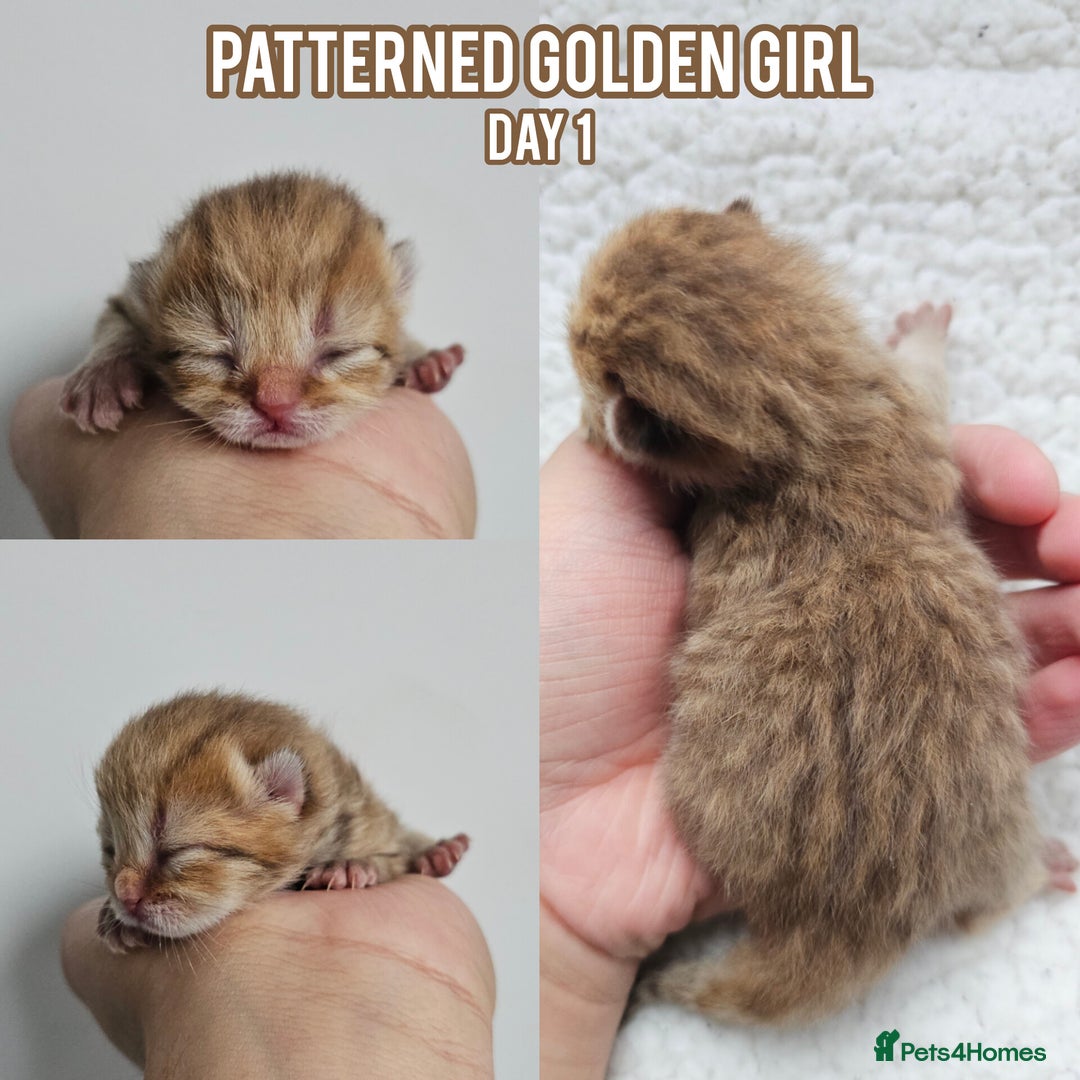 British Shorthair cats for sale: Golden British shorthairs - Reserve now! - Image 4