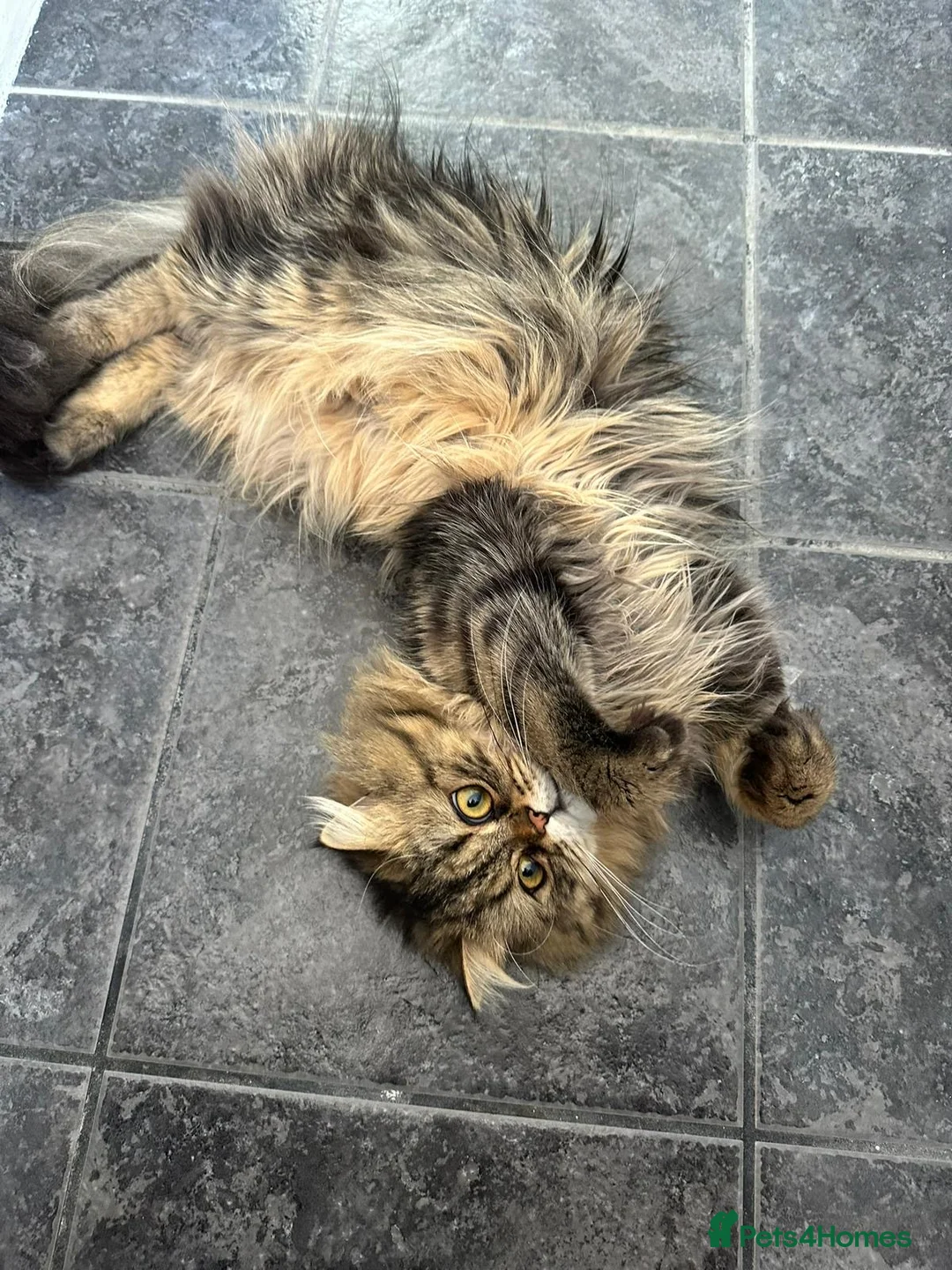 Persian cats for stud: Salem  in Buckhurst Hill - Advert 2