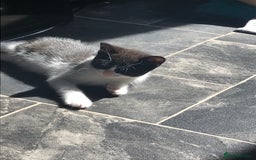 British Shorthair cats for sale: Looking for there forever homes  - Image 3