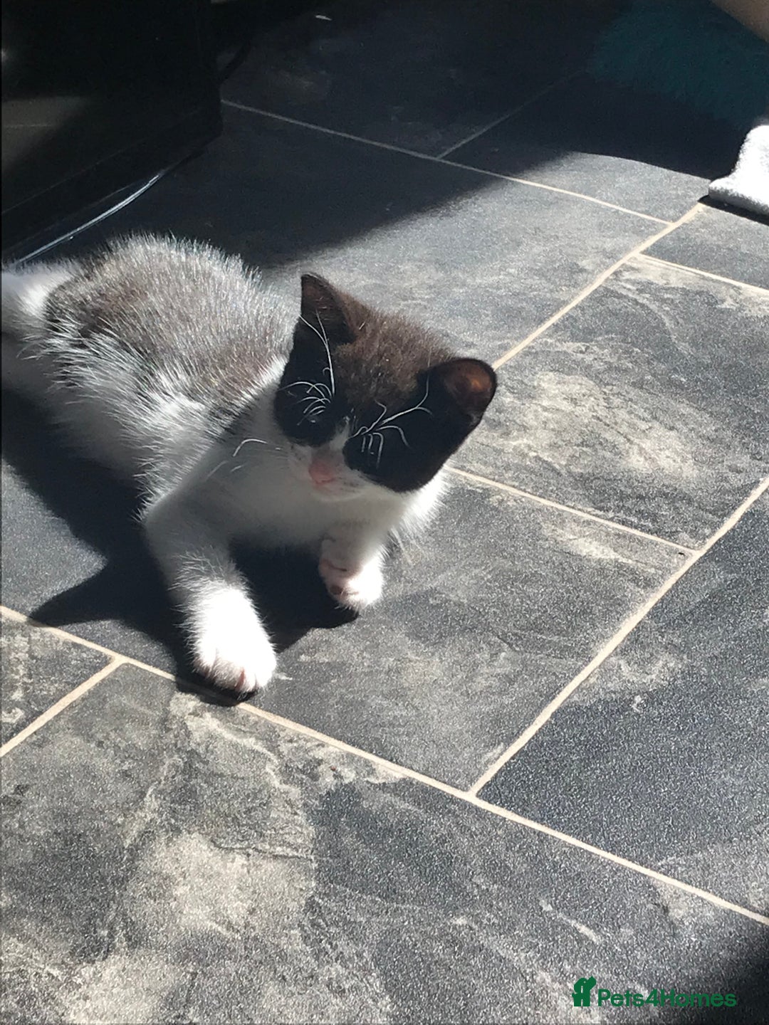 British Shorthair cats for sale: Looking for there forever homes  - Image 3