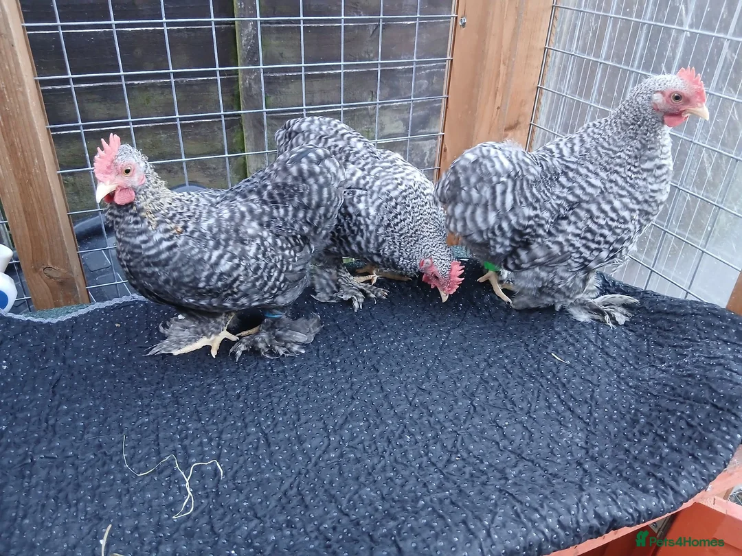 Chickens poultry for sale: Beautiful pekin cockrells  - Advert 1