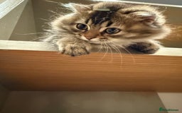 British Longhair cats for sale: British long hair  - Image 5