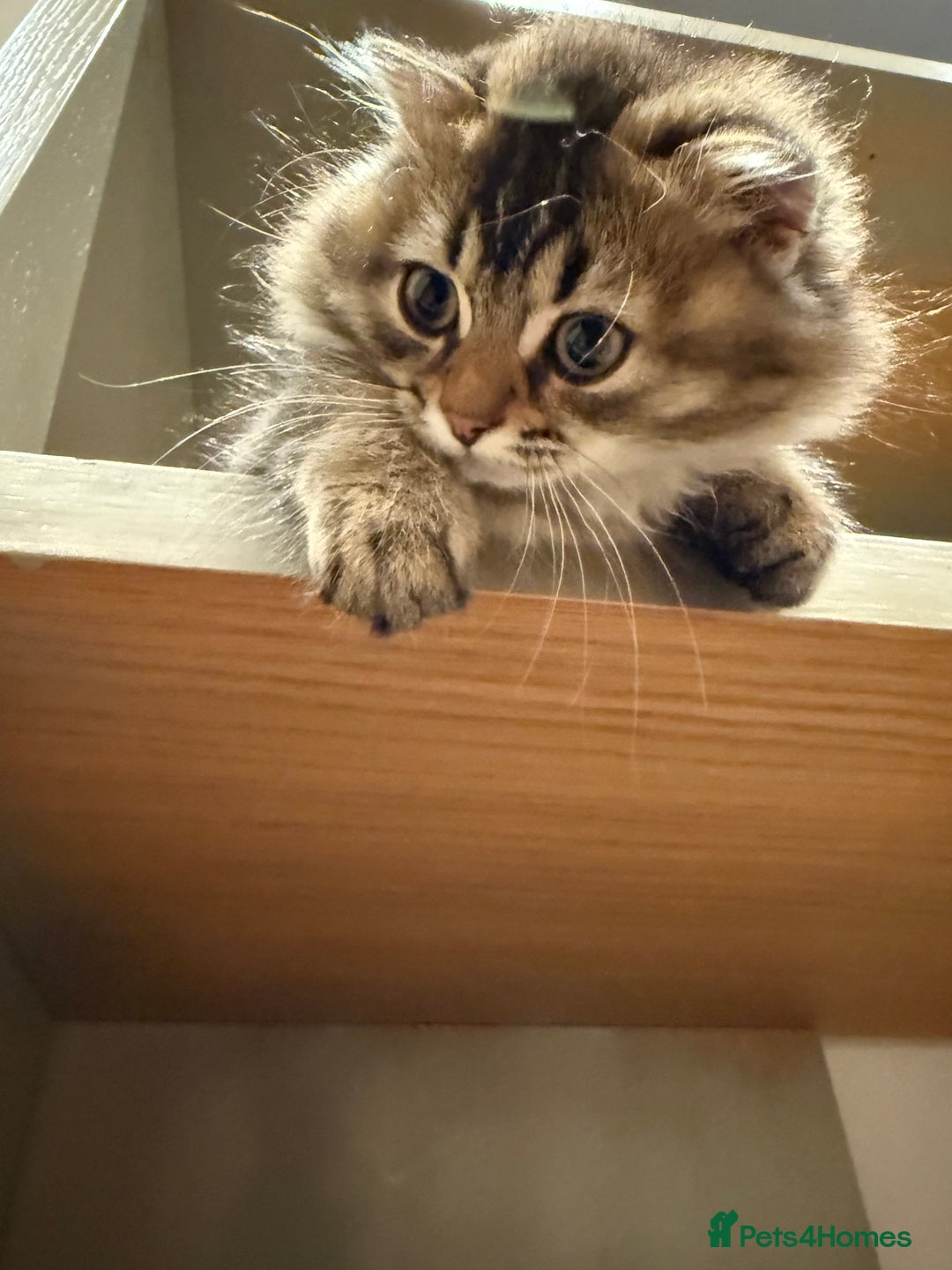 British Longhair cats for sale: British long hair  - Image 5