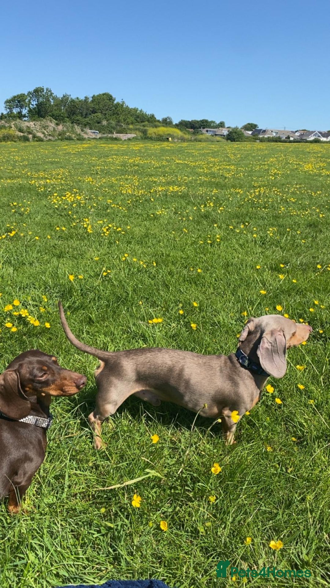 Miniature Dachshund dogs for sale: Miniature Daschund  - Advert 7