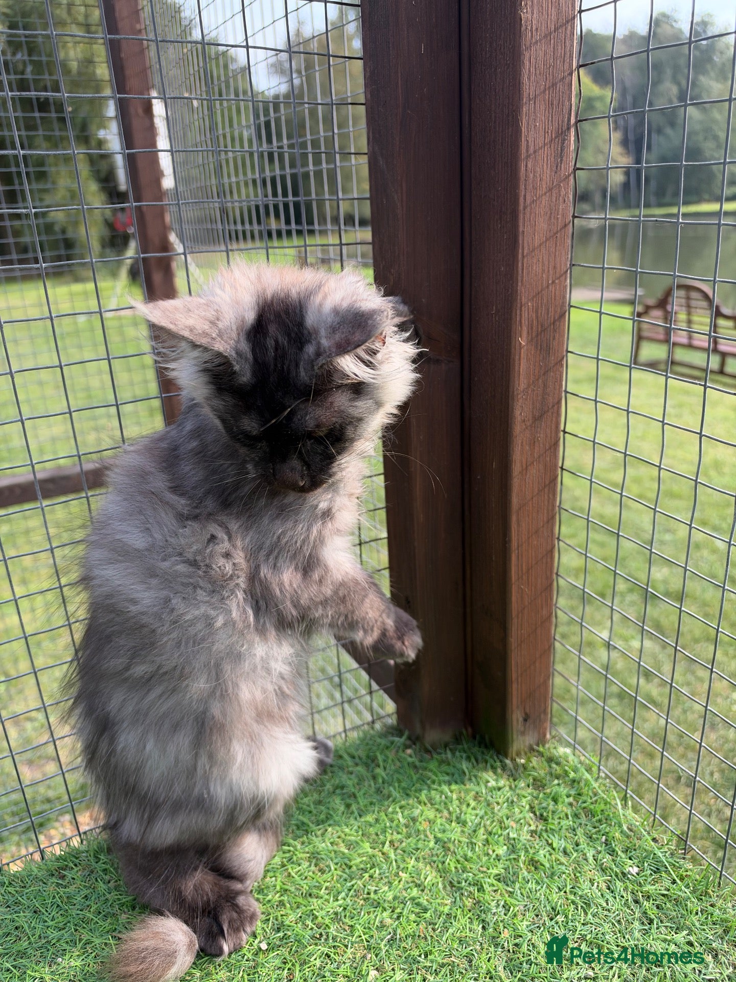 Maine Coon cats Maine Coon GCCF Registered - Advert 2