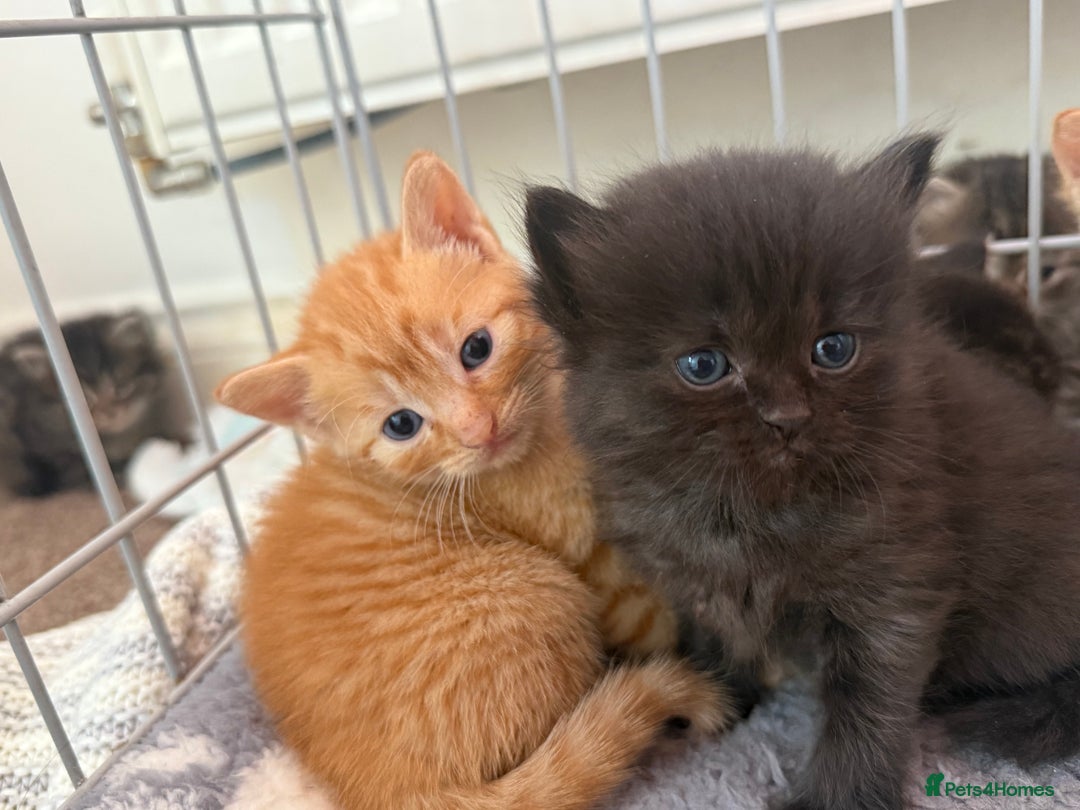 Ragdoll cats for sale: 4 ragdoll x tabby kittens left - Image 8