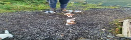 Jack Russell dogs for sale: Old fashion type Miniature jack russell puppies - Advert 21