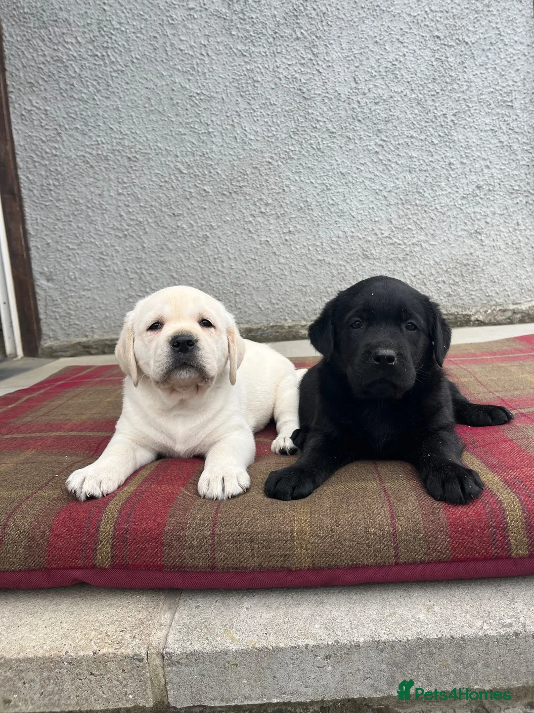 Labrador Retriever dogs for sale: 0/0 hips KC reg Health tested chunky 🐶  - Advert 1