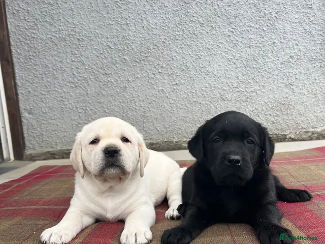 Labrador Retriever dogs for sale: 0/0 hips KC reg Health tested chunky 🐶 - Advert 2