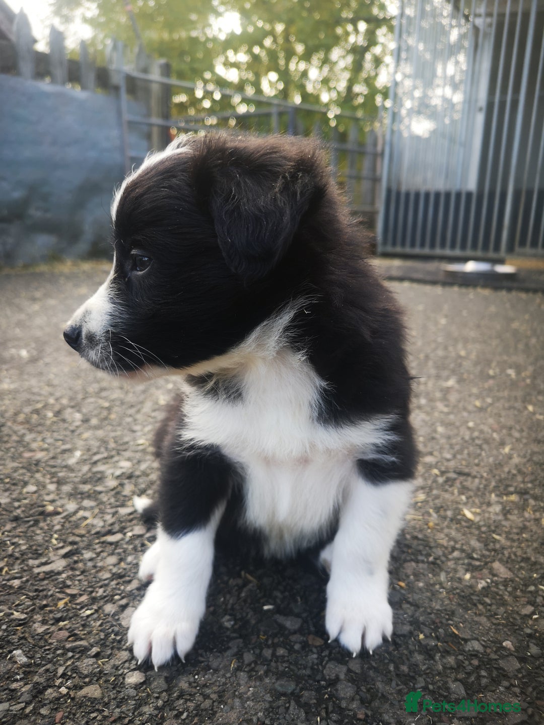 Border Collie dogs for sale: Beautiful Fluffy Collie Puppies  - Image 24