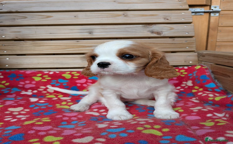 Cavalier King Charles Spaniel dogs - Advert 4