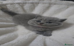 British Shorthair cats for sale: First Litter British Shorthair Pedigree Breed Blue - Image 8