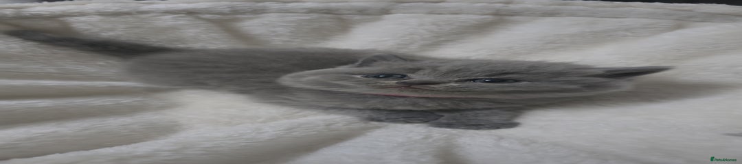 British Shorthair Kitten 4