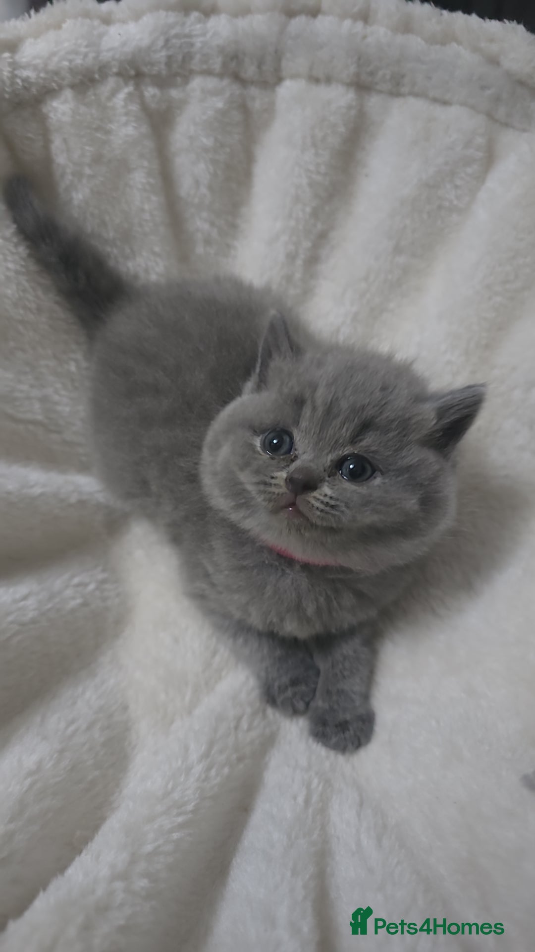 British Shorthair cats for sale: First Litter British Shorthair Pedigree Breed Blue - Image 8