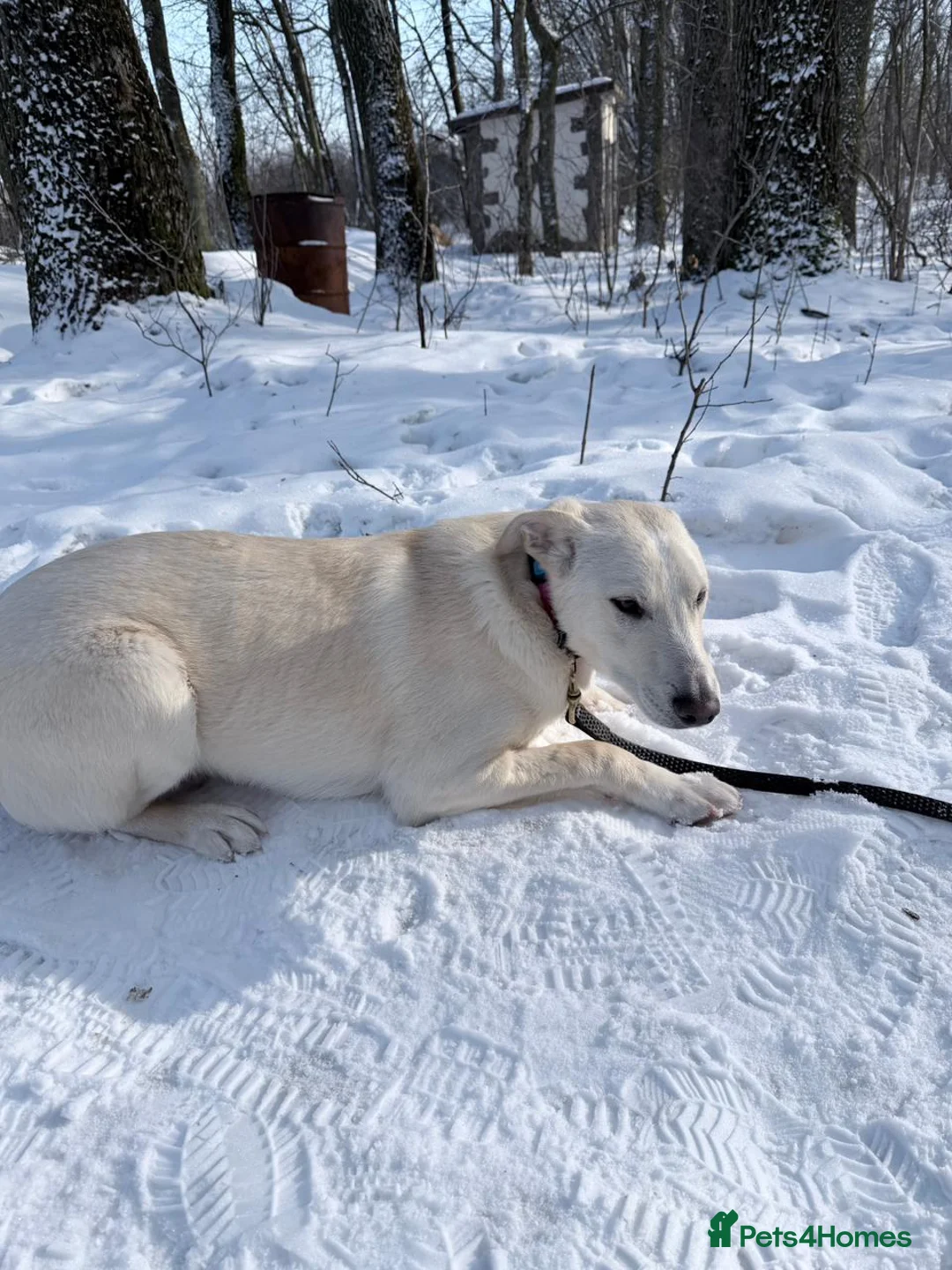 Mixed Breed dogs for adoption: 💙MOROZKO💙9 months Affectionate•Gentle•Puppy-like in Oxford - Advert 10