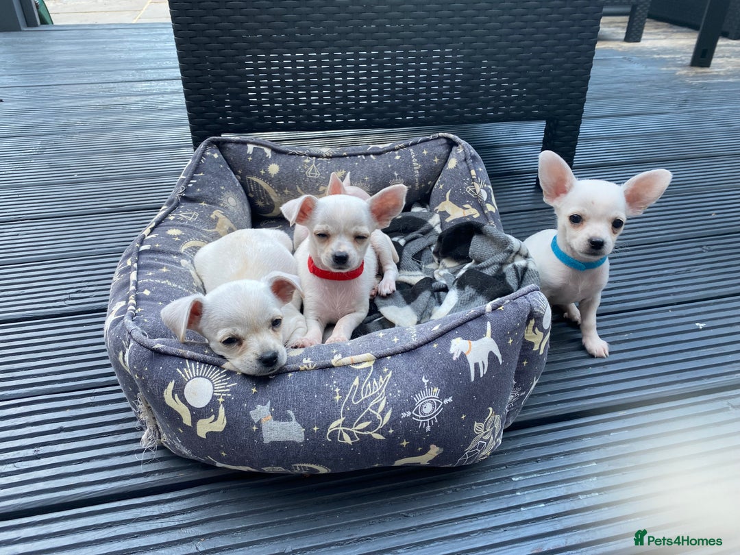 Chihuahua dogs for sale: Chihuahua puppies short coat white/sandy - Image 3