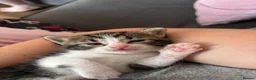 British Shorthair cats for sale: 2 kittens for sale - Advert 5