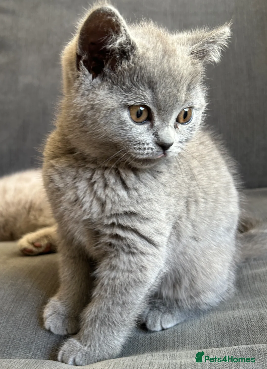 British Shorthair cats for sale: Pure pedigree British shorthair kittenS - Advert 1