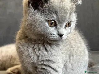 British Shorthair cats Pure pedigree British shorthair kittenS - Advert 1