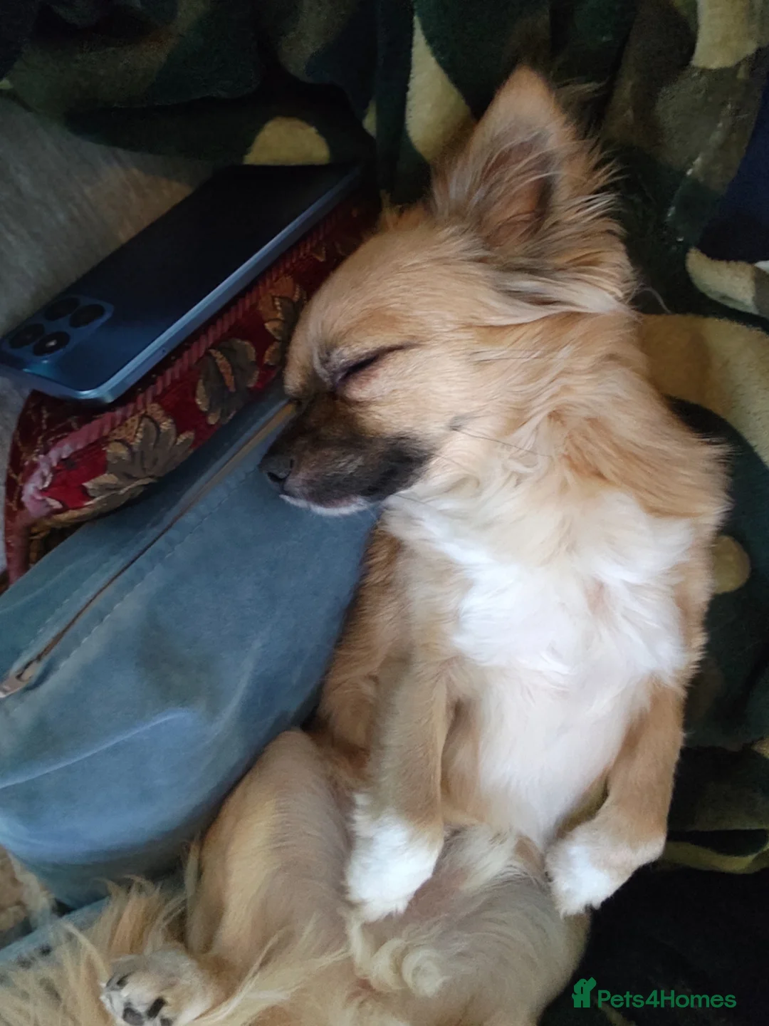 Chihuahua dogs for sale: Male Chihuahua  - Advert 2