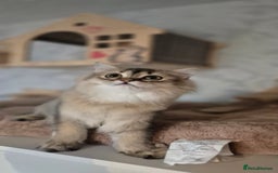 Scottish Fold cats for sale: 1 boy and 1 girl left Amazing Scottish Straights  in Ивсхам - Image 14