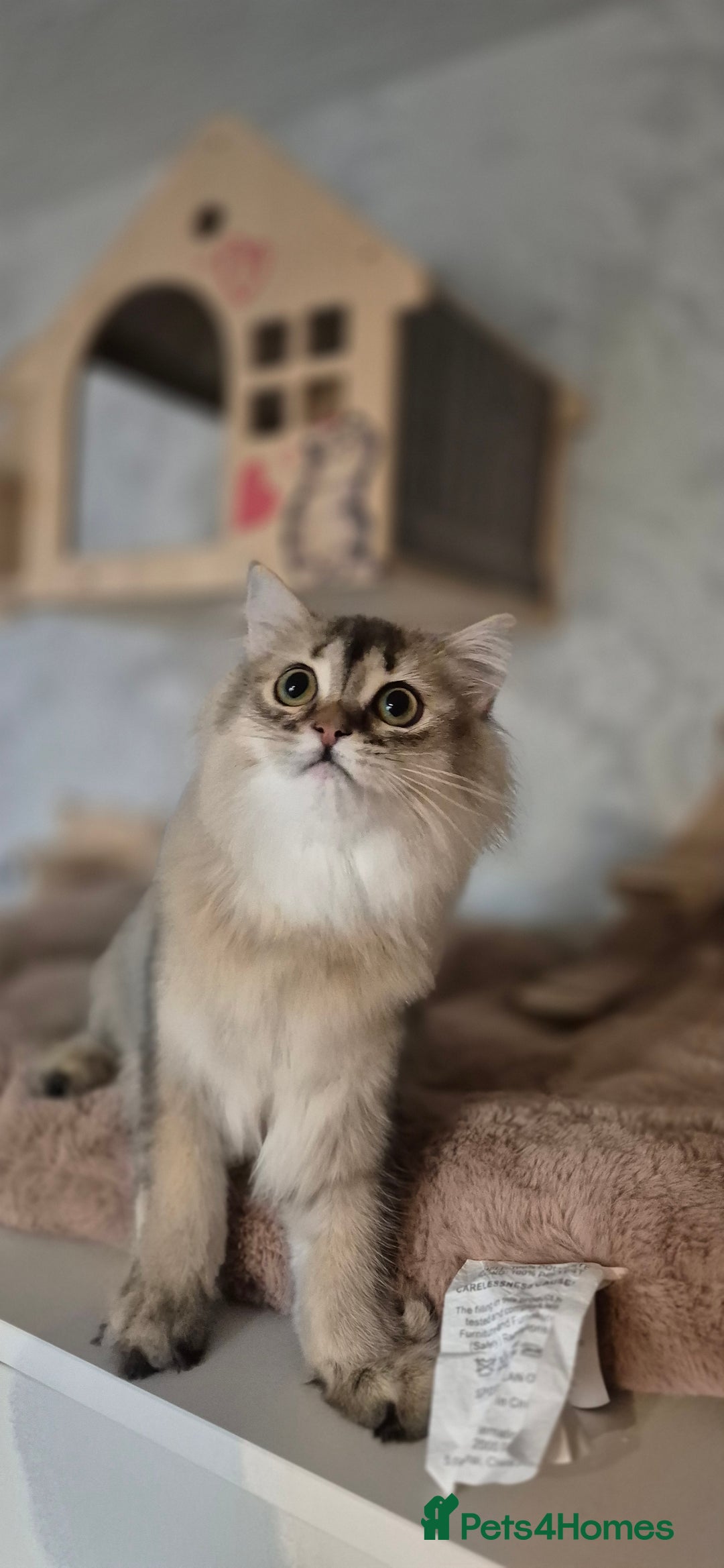 Scottish Fold cats for sale: 1 boy and 1 girl left Amazing Scottish Straights  in Ивсхам - Image 14