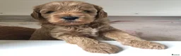 Cavapoo dogs for sale: Stunning red Cavapoo puppies  - Advert 7