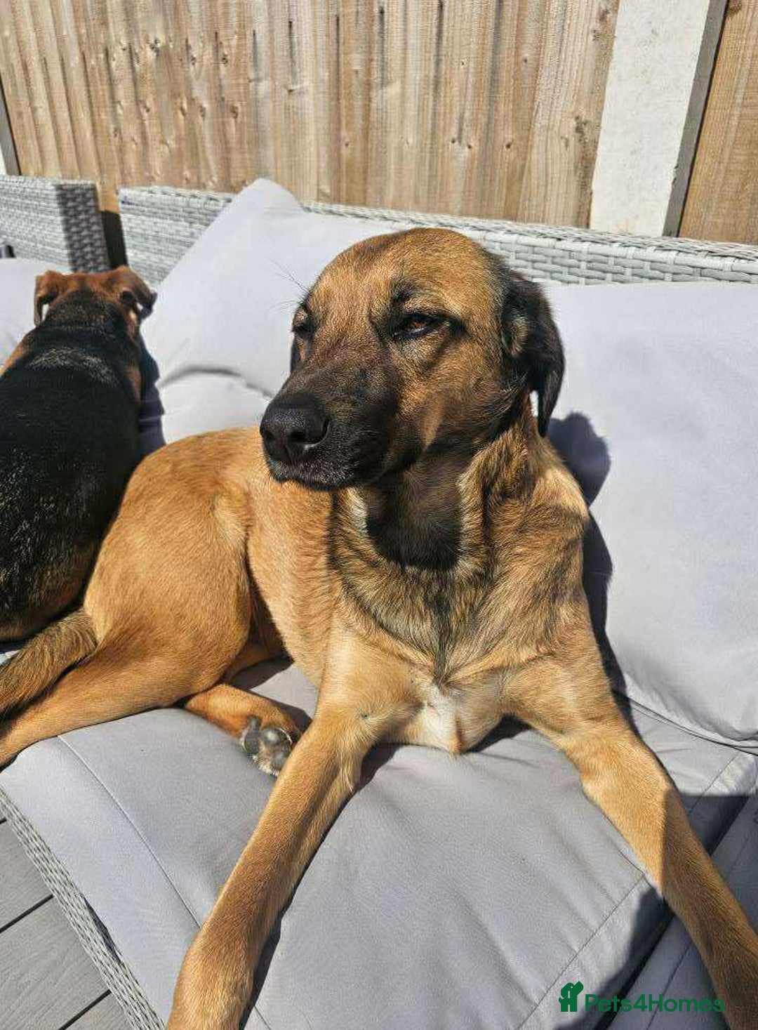 Mixed Breed dogs for adoption: BETSY-2yrs, 22kg, loves dogs/well trained/playful - Image 4
