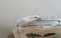 Parakeets birds for sale: Tamed hand reared baby Quaker parrots DNA tested  - Image 22
