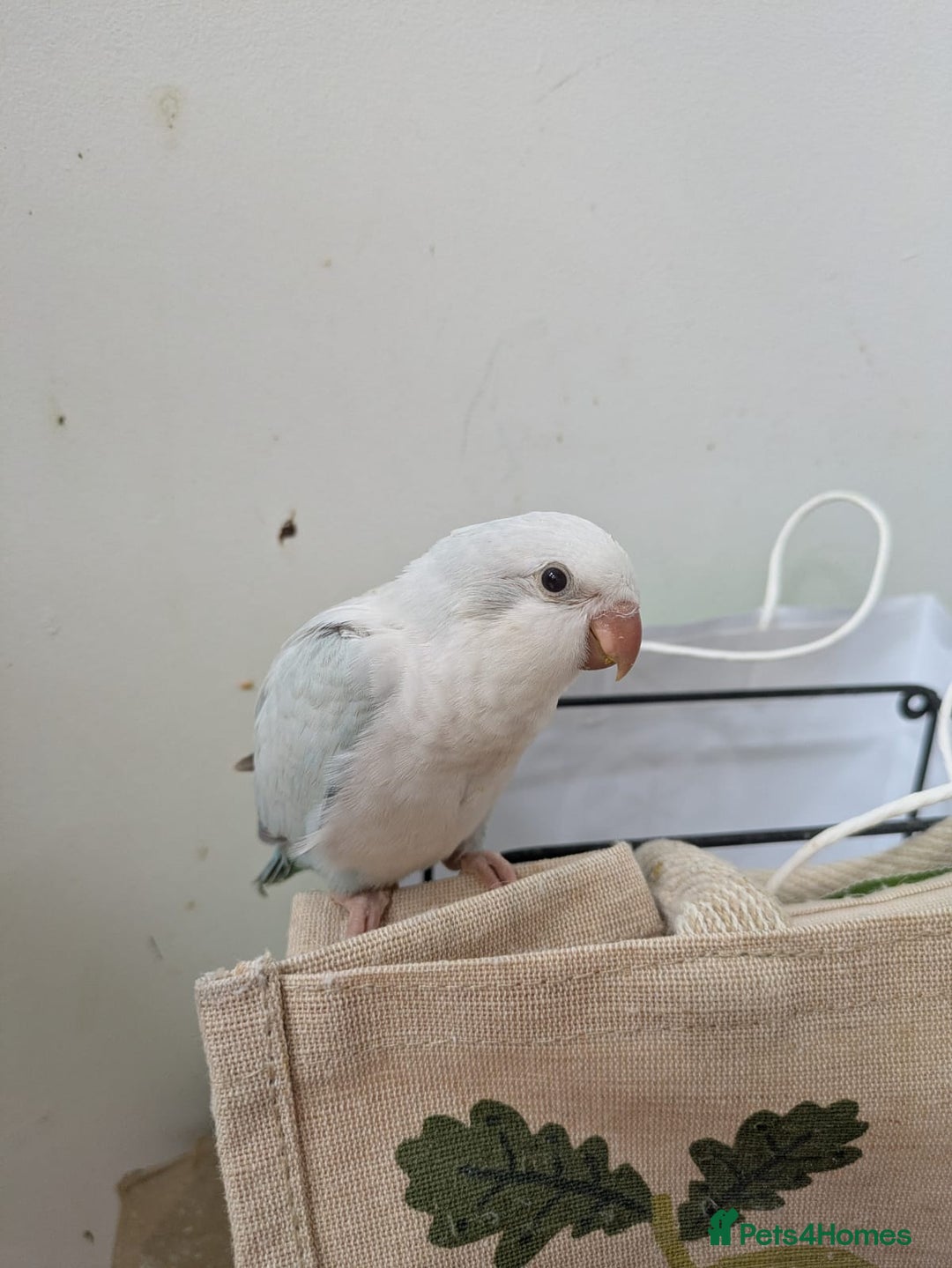 Parakeets birds for sale: Tamed hand reared baby Quaker parrots DNA tested  - Image 22