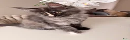Maine Coon cats for sale: GCCF REGISTERED MAINE COONS  - Advert 7