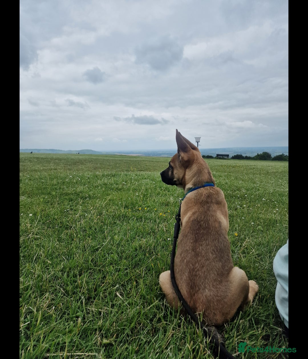 Mixed Breed dogs for sale: 1.5 Yr old male - Image 3