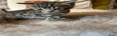 Bengal 3