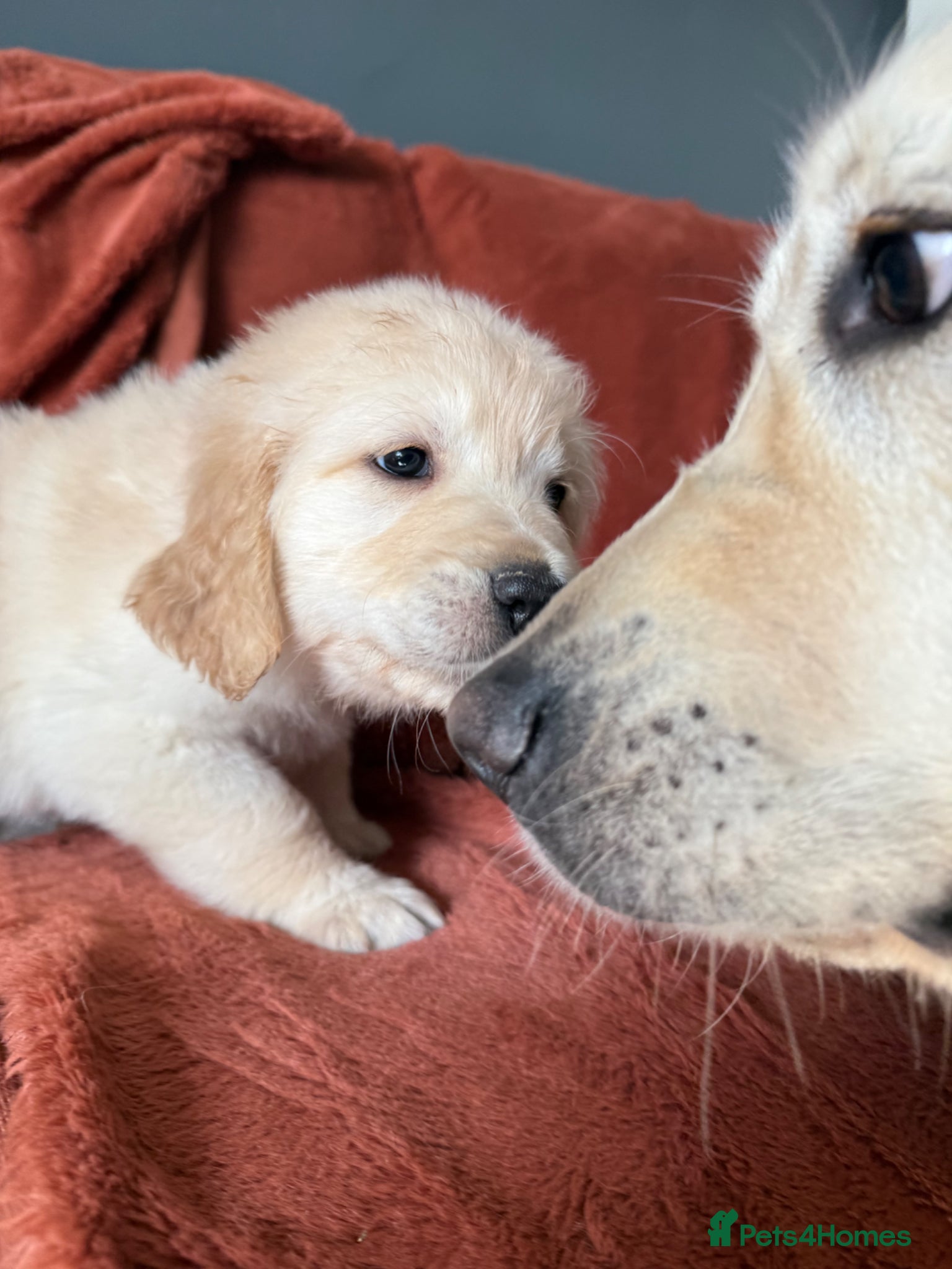 Golden Retriever dogs A perfect companion! KC reg Golden retriever pups - Advert 16