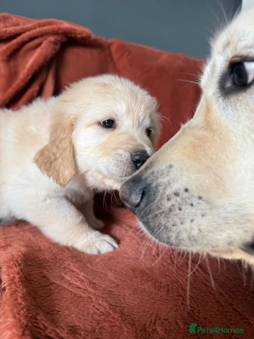 Golden Retriever dogs for sale: KC Golden retriever pups, fame & champion lines - Advert 2