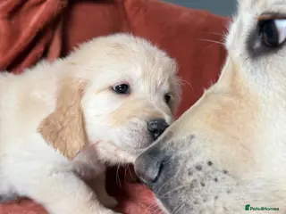 Golden Retriever dogs A perfect companion! KC reg Golden retriever pups - Advert 16