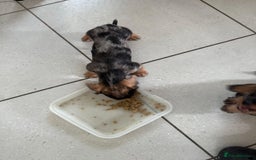 Miniature Dachshund dogs for sale: Miniature wire haired dachshund puppies - Image 7
