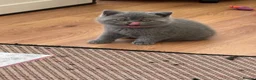 British Shorthair cats for sale: GCCF reg/British Shorthair kittens - Advert 6