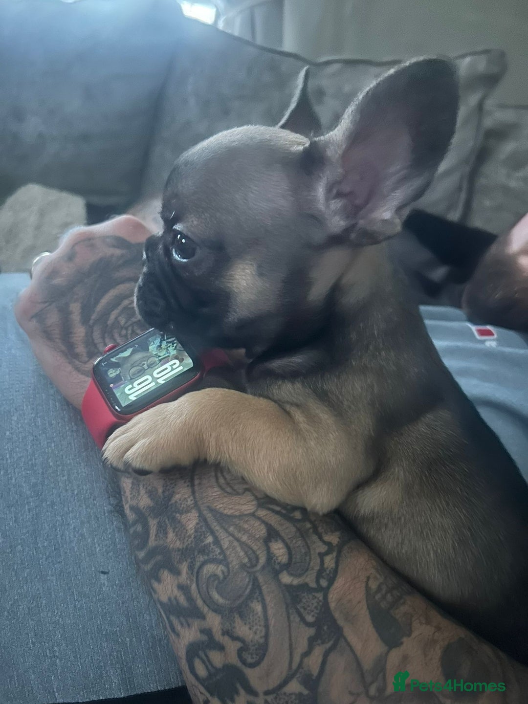 French Bulldog dogs for sale: French bulldog puppies  - Image 7