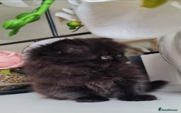 Persian cats for sale: Beautiful persian kittens  - Image 38
